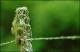Filmstrip Thumbnail