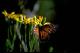 Filmstrip Thumbnail