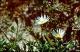 Filmstrip Thumbnail