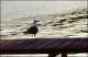 Filmstrip Thumbnail