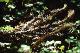 Filmstrip Thumbnail