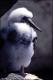 Filmstrip Thumbnail