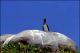 Filmstrip Thumbnail