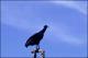 Filmstrip Thumbnail