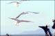 Filmstrip Thumbnail