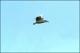 Filmstrip Thumbnail