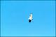 Filmstrip Thumbnail