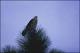 Filmstrip Thumbnail