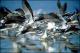 Filmstrip Thumbnail