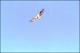 Filmstrip Thumbnail