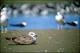 Filmstrip Thumbnail