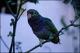 Filmstrip Thumbnail