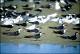 Filmstrip Thumbnail