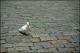 Filmstrip Thumbnail
