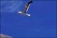 Filmstrip Thumbnail