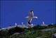 Filmstrip Thumbnail
