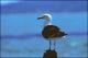 Filmstrip Thumbnail