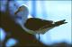 Filmstrip Thumbnail