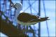 Filmstrip Thumbnail