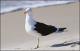 Filmstrip Thumbnail