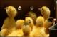 Filmstrip Thumbnail