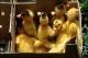 Filmstrip Thumbnail