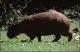 Filmstrip Thumbnail