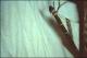 Filmstrip Thumbnail
