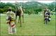 Filmstrip Thumbnail