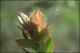 Filmstrip Thumbnail