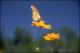 Filmstrip Thumbnail