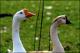 Filmstrip Thumbnail