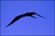 Filmstrip Thumbnail