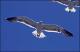 Filmstrip Thumbnail