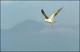 Filmstrip Thumbnail