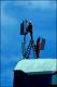 Filmstrip Thumbnail