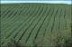 Filmstrip Thumbnail