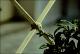 Filmstrip Thumbnail