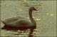 Filmstrip Thumbnail
